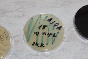 Семинар для молодых ученых: «Научно-практический центр гигиены: современный взгляд» 9 Семинар для молодых ученых: «Научно-практический центр гигиены: современный взгляд» 9